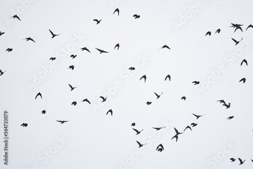 Flock of crows in flight