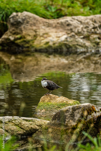 dipper on a rock