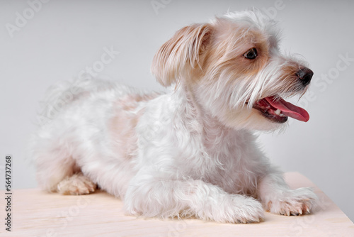 beautiful shaggy puppy maltipu sits in studio on white studio background, copy space. Companion. Maltipu little dog is posing. Cute playful doggy or pet.Concept of pets love. Looks happy