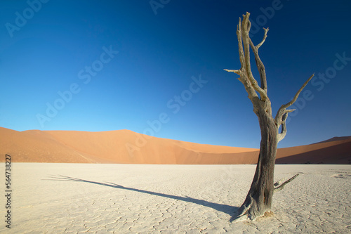 Lone dead tree stands in the Dead vlei photo