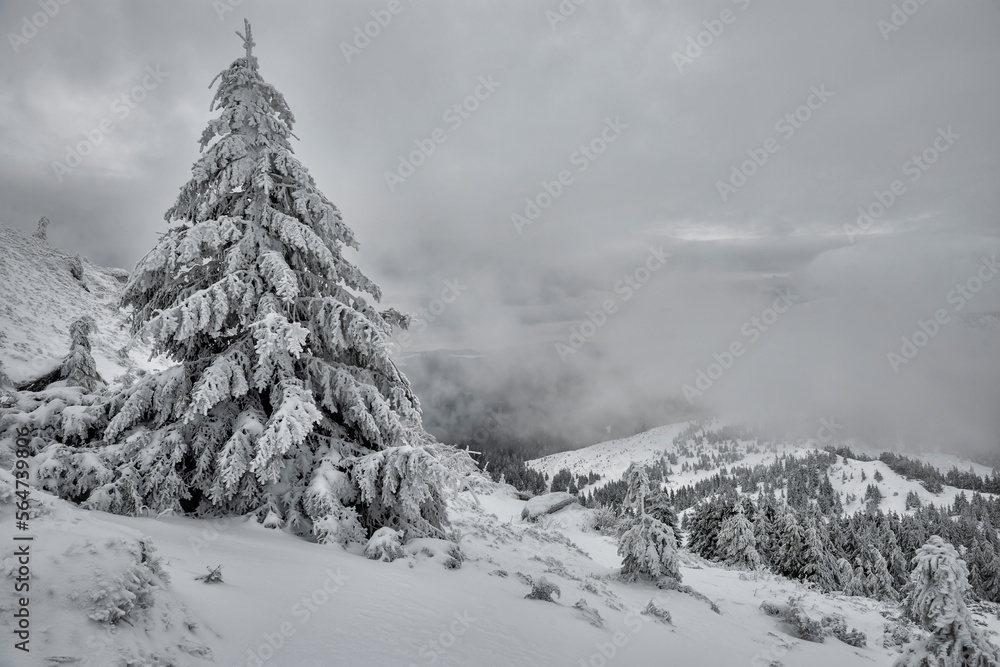  Snow-white firs on a snow-white meadow. Winter minimalism and graphics.
