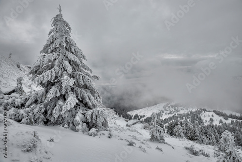  Snow-white firs on a snow-white meadow. Winter minimalism and graphics. 