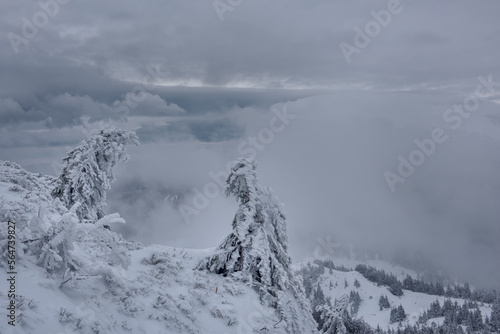 They ate covered with a layer of icy hoarfrost like bizarre figures, on a cliff high in the mountains, above the clouds. Majestic landscape of winter nature.