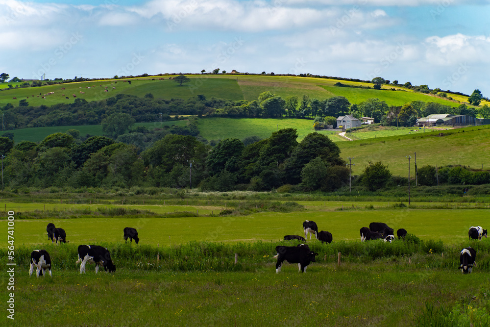A cows graze on a green grass meadow on a summer day. Hilly Irish agrarian landscape. Clear blue sky with white clouds. Black and white cow on green grass field A cows graze on a green grass meadow on a summer day. Hilly Irish agrarian landscape. Clear blue sky with white clouds. Black and white cow on green grass field