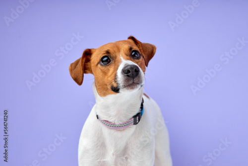 cute small dog Jack Russell terrier standing and attentively looking curiously at side isolated over purple studio background, copy space