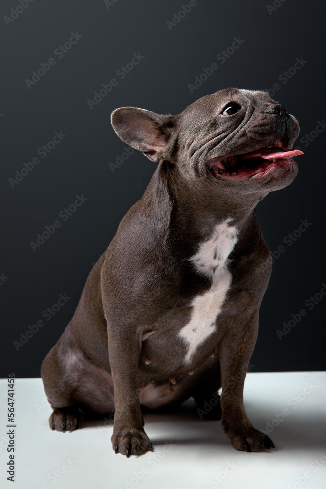 Funny beautiful looking French Bulldog dog with ears put back and wide grin on happy round face, dark brown fur wool. beautiful puppy isolated on black studio background