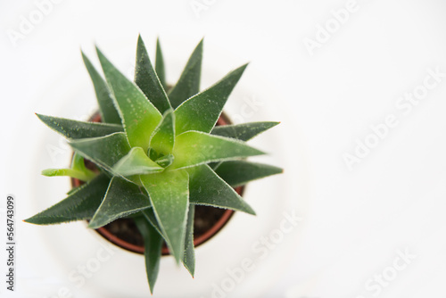 Above view of a beautiful cactus in a white pot with white background. Close up