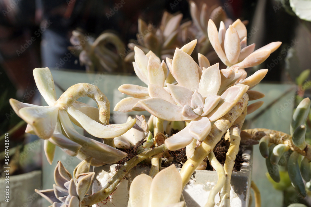 silvery decorative succulents Graptoveria Acaulis in a ceramic planter in sunlight
