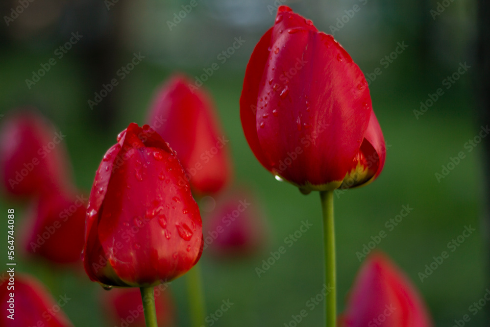 red tulips in the garden