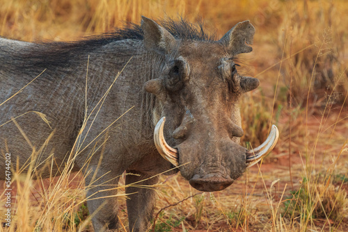 Common warthog in natural habitat in Waterberg Plateau National Park. Namibia. photo
