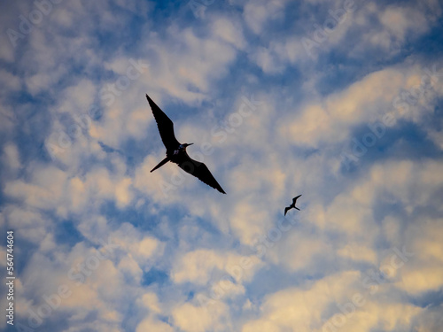 Pajaros volando al atardecer en Puerto Lopez  Ecuador  atardecer 