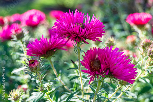 Photography on theme beautiful wild growing flower lampranthus