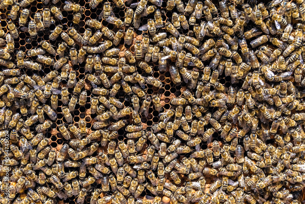 Abstract hexagon structure is honeycomb from bee hive filled Abstract hexagon structure is honeycomb from bee hive filled