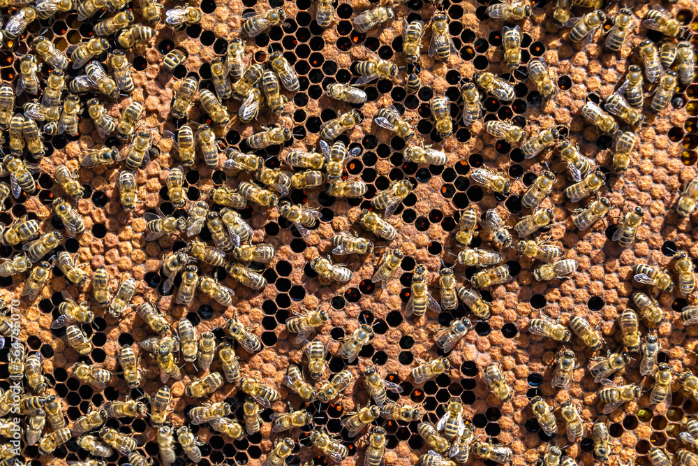 Abstract hexagon structure is honeycomb from bee hive filled Abstract hexagon structure is honeycomb from bee hive filled