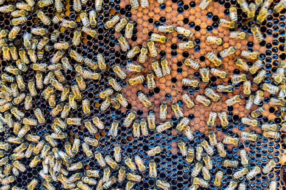 Abstract hexagon structure is honeycomb from bee hive filled Abstract hexagon structure is honeycomb from bee hive filled