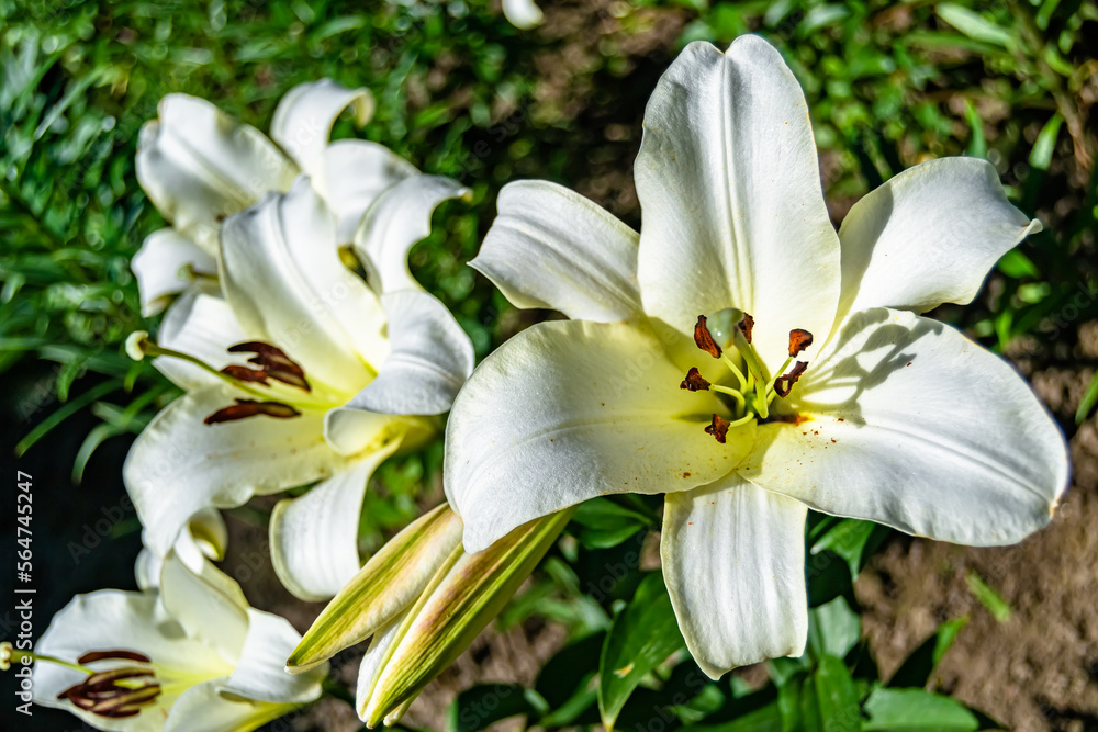 Fine wild growing flower lily liliaceae on background meadow Fine wild growing flower lily liliaceae on background meadow