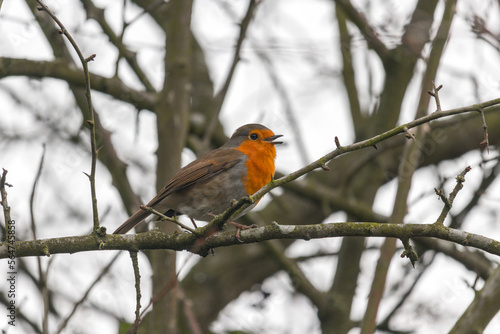 robin chirping on a branch