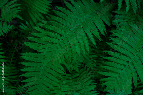 Dark green natural background with fern leaves
