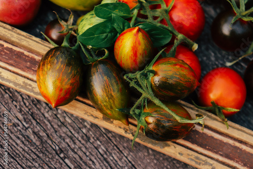 Fotografia rare varieties of tomatoes of different shapes and colors close-up framed by a w