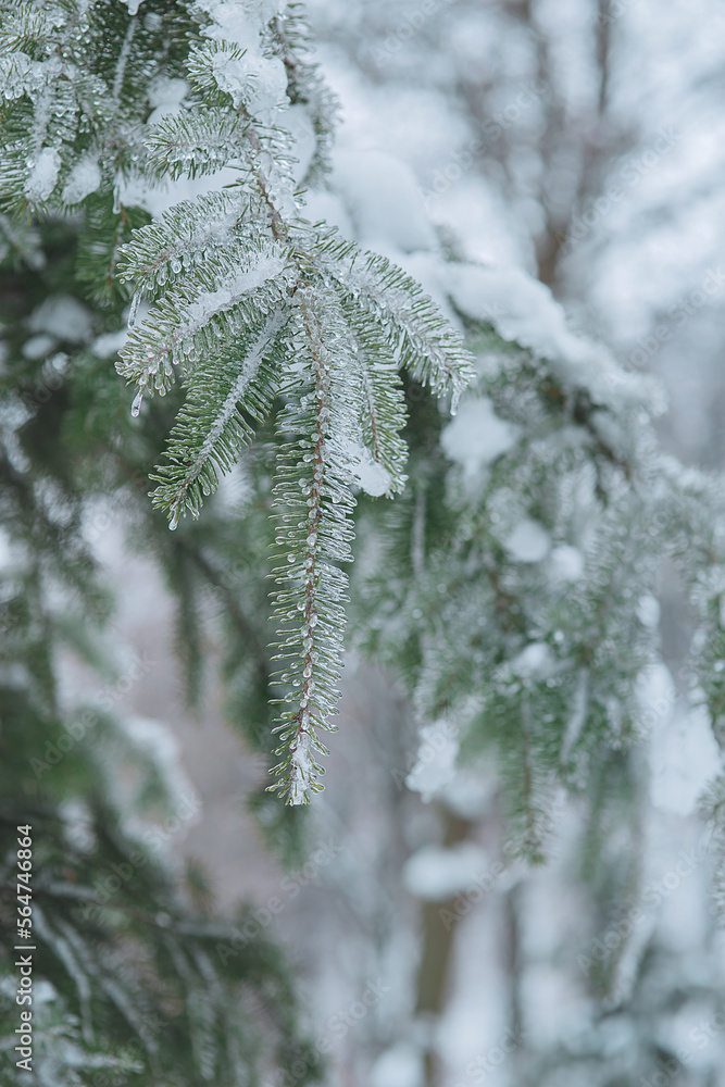 Frozen icy branches of fir tree covered with snow, ice and icicles with snowy blurred background in cold winter park or forest: outdoor  frosty nature  landscape, vertical orientation, closeup