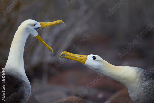 A wave albatross couple in a courtship ritual on Espanola Island, Galapagos Islands, Ecuador.