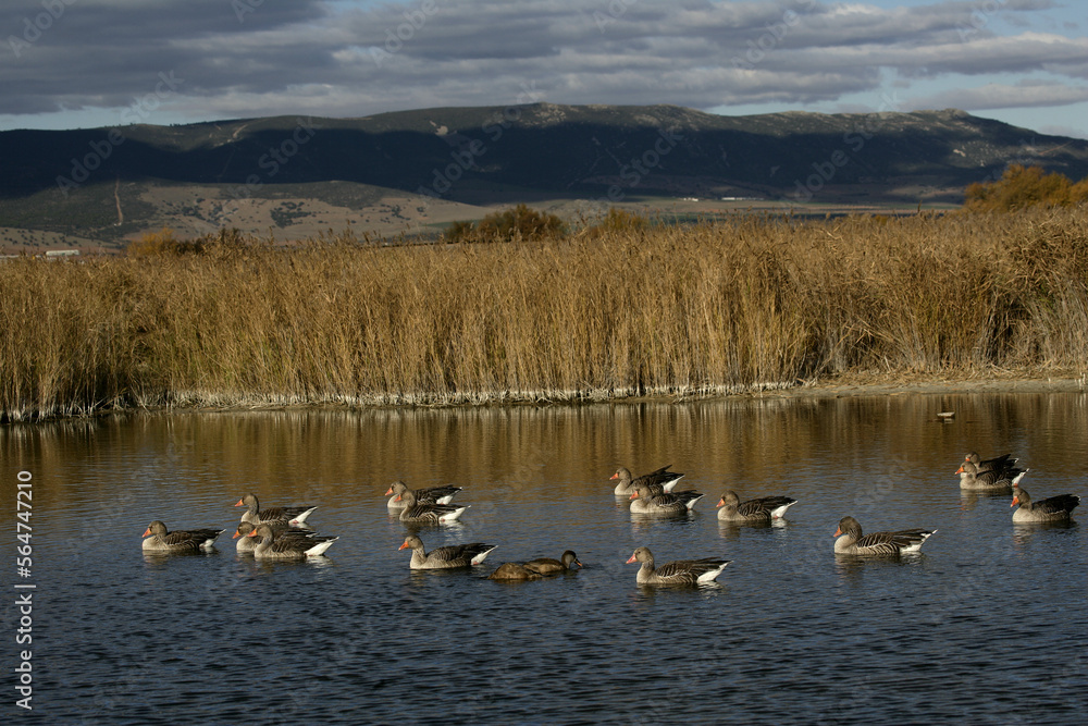 Greylag goose (Anser anser)