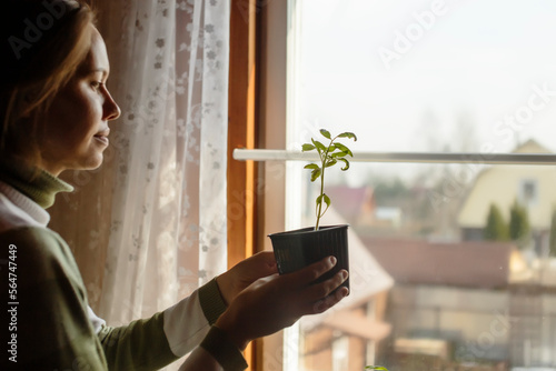 Woman holding tomato seedling in front of window, Moscow, Russia photo