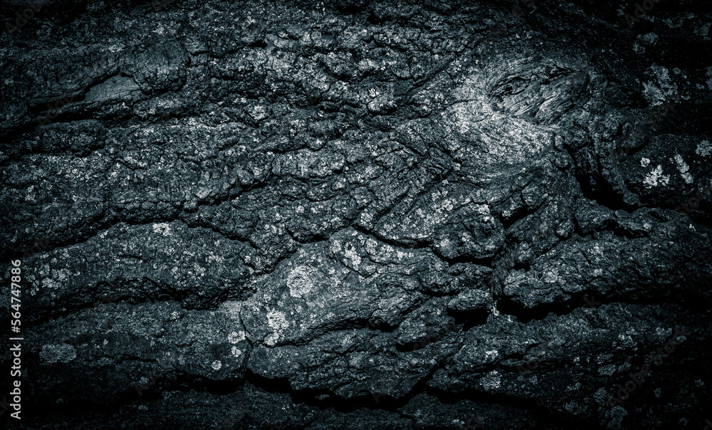 Abstract dark background. Bark of an old tree. Black and white image. Abstract dark background. Bark of an old tree. Black and white image.