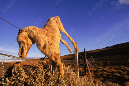 Dead Red Fox, Argentina photo