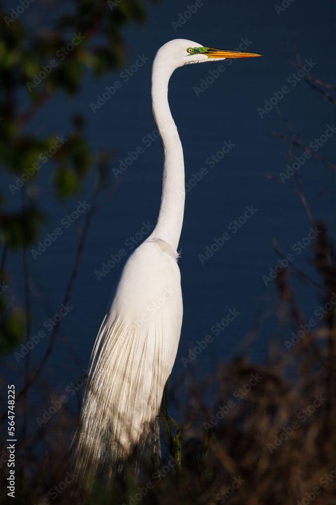 Fototapeta premium Egret Portrait