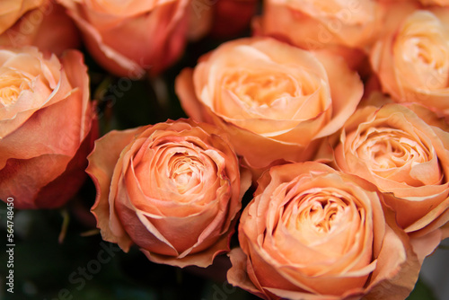 Photos Red roses background
