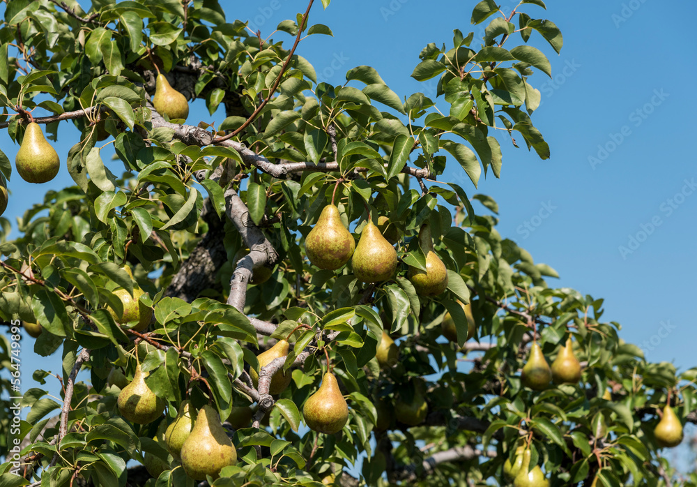 Pears hang on a tree ready for harvest.