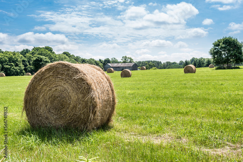 Round bales of hay freshly harvested in a field on a sunny blue sky day.