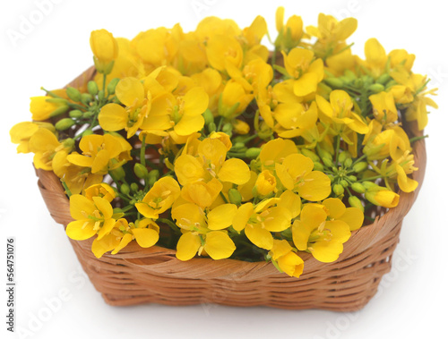 Closeup of mustard flower photo