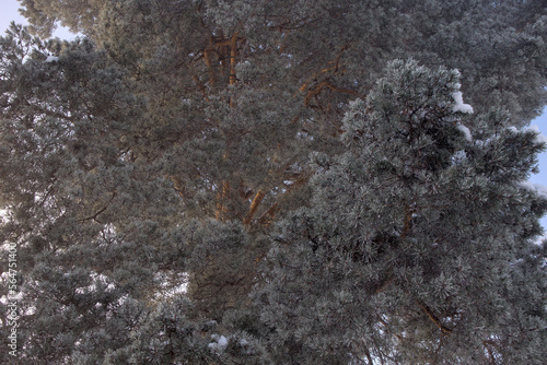 Pine Needles