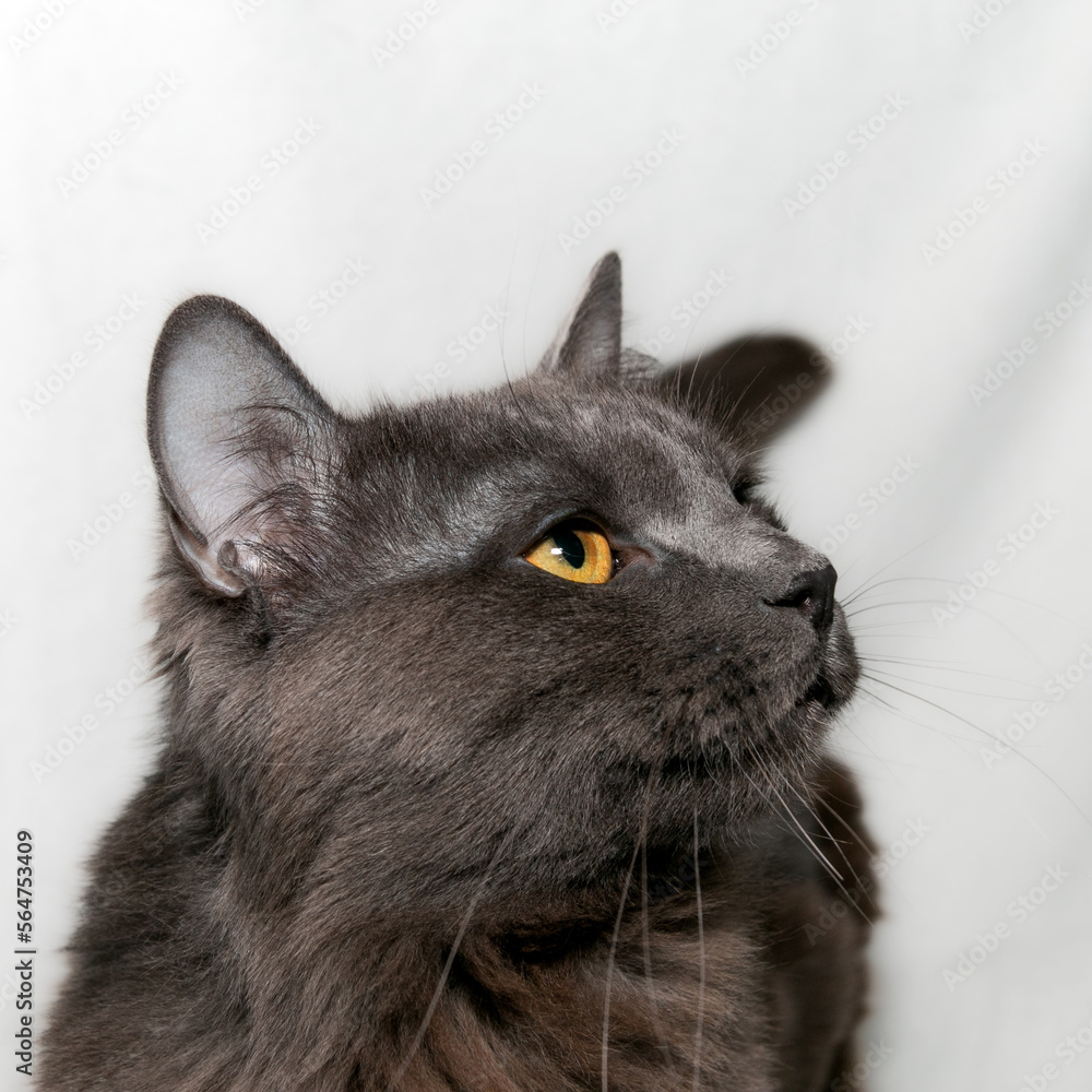 The Nibelung is a beautiful cat of a rare breed with beautiful blue fur and pronounced orange eyes. Portrait of a cat. Close-up.