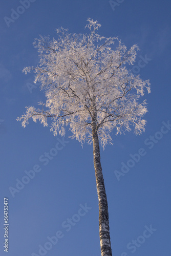 DandyBirch