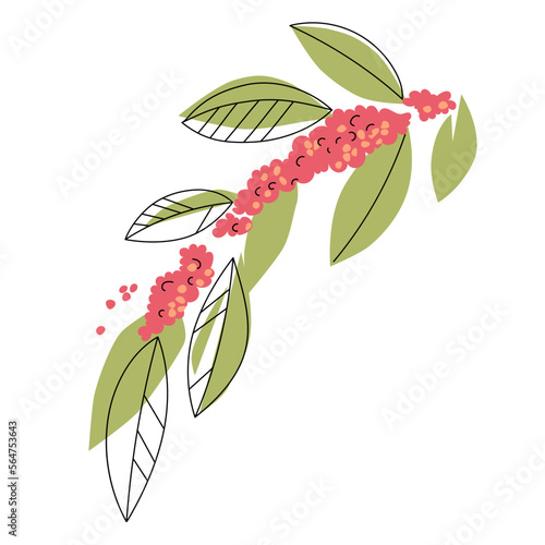 Branch of a coffee tree with leaves and berries. Flat style isolated on white. Botanical drawing, sketch. Line design. Vector illustration.