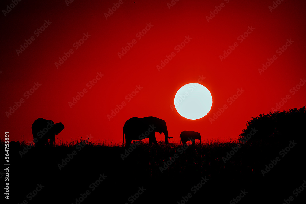 Elephants Sunrise