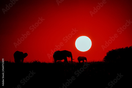Elephants Sunrise