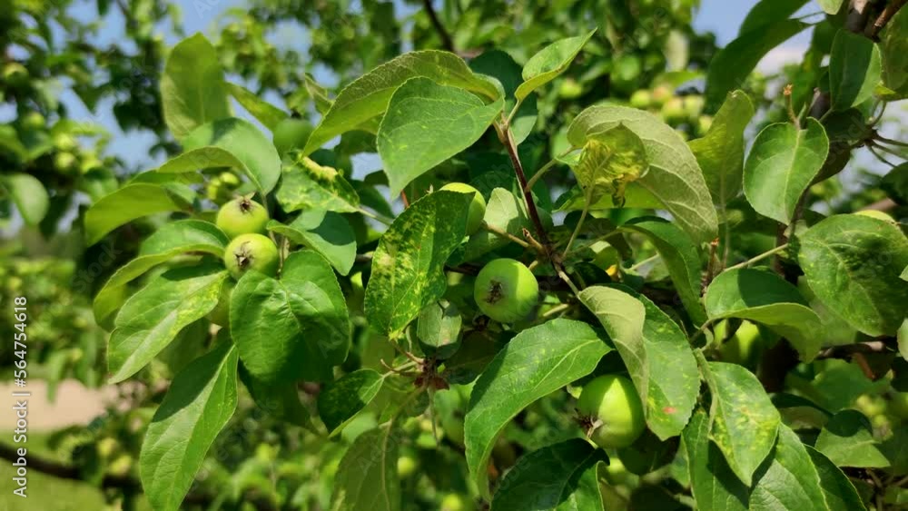Group of small unripe green apples hangs on swaying tree branch in a summer day. Soft focus. Close-up view. Organic food theme. Group of small unripe green apples hangs on swaying tree branch in a summer day. Soft focus. Close-up view. Organic food theme.