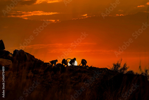 silhouette of a baboons at sunset © Riyas