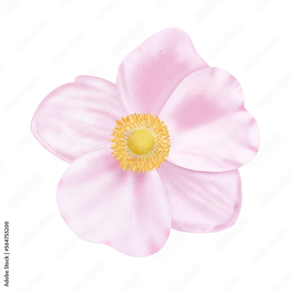Pink flower isolated on white background, digital drawing.