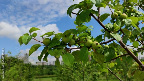 Group of small unripe green apples hangs on swaying tree branch in a summer day. Soft focus. Close-up view. Organic food theme. photo