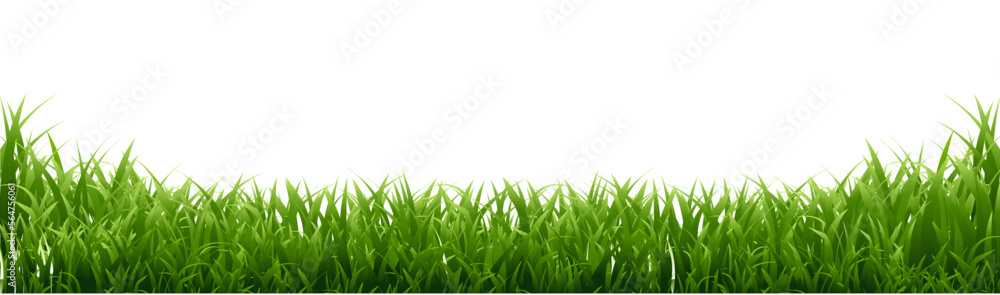 Fototapeta premium green grass background