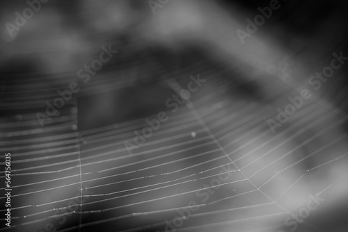 Close up View of Spider Net