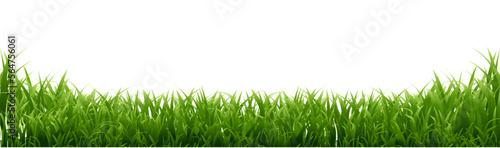 green grass background