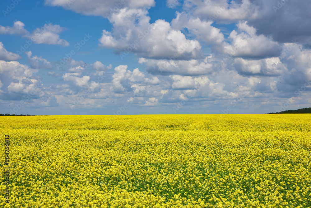 breathtaking view of rapeseed flowers growing in the field under a cloudy and sunny blue sky breathtaking view of rapeseed flowers growing in the field under a cloudy and sunny blue sky