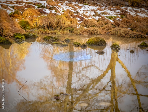 Spring has come early this year, the snow is melting and puddles are forming everywhere photo