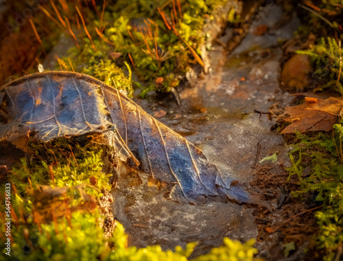 Spring has come early this year  the snow is melting and puddles are forming everywhere